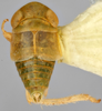 Habitus, dorsal view on Diacra convexa Emeljanov, 1961: holotype. (Observation).