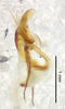 male genitalia, lateral view (syntype of Hapithus quadratus). Depicts CollectionObject 1523570; 6c55183b-6e98-4d31-91ea-3ac965817f6c, a CollectionObject.