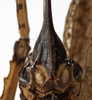 CollectionObject 1529679; ebb37810-7a8b-43a6-bdff-fb041c671801: female subgenital plate (holotype). (CollectionObject).