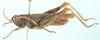 Trichocatantops digitatus (Bolívar, 1889): male, lateral view. (Otu).