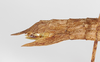 CollectionObject 1562525; 864cec21-e333-47b0-9288-a74e7af8ba85: copyright ZMB, Berlin. female: end of abdomen, lateral view (holotype). (CollectionObject).