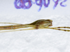 CollectionObject 1576207; a1b68944-9fec-429d-be5f-407db18380ec: copyright ZRC, Singapore. male: end of abdomen, ventral view (holotype). (CollectionObject).