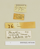 CollectionObject 1572999; 15b2b8ac-1180-4dd1-8cff-f1fce36e3fc2: Copyright Natural History Museum, London. Labels from non-type (adult male) in BM(NH). (CollectionObject).