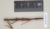 CollectionObject 1559007; NHMUK(SF IMPORT DUPLICATE) 845237, 03dc1acb-4c69-4f66-9360-ba62239e748a: copyright Natural History Museum, London. female (syntype). (CollectionObject).