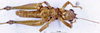 CollectionObject 1505072; e151eb67-e24b-48ec-9f84-75cfbb10ccfc, DORSA D007AM01: male, ventral view (syntype). (CollectionObject).