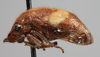 Habitus, lateral view: (Observation).