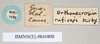 CollectionObject 1560624; 23d9c245-7722-4fab-8cdd-4135ed35bea9: copyright Natural History Museum, London. female, data labels (syntype). (CollectionObject).;CollectionObject 1560625; 00609d64-931d-423a-968c-a8c5c1039d7a: copyright Natural History Museum, London. female, data labels (syntype). (CollectionObject).