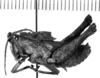 CollectionObject 1523899; d01e2039-4ba6-4dee-b2d8-6870522193f3: male, lateral view (syntype). (CollectionObject).