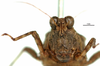 CollectionObject 1583399; 337eebf6-6225-4ef7-9518-d97c46528136: female, frontal view (allotype of Probolotettix exilis). (CollectionObject).