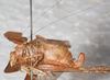 CollectionObject 1565817; 9f55c614-6209-42b8-a11b-599b19daa01a: female, lateral view (syntype). (CollectionObject).