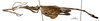 CollectionObject 1556972; 0f895bfd-be66-4ac7-a61a-c8f04619cdff: copyright MNHN, Paris. male, lateral view (holotype). (CollectionObject).