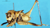 CollectionObject 1507255; 2d41d067-ee7b-46f0-a407-e651ecd74f39: male, lateral view. (CollectionObject).