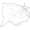 Pygofer, lateral view on Arboridia (Arboridia) reniformis Song & Li, 2013: (Observation).