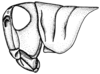 Leiotettix viridis Bruner, 1906: Fig. 12. female head and pronotum, lateral view (Leiotettix punctipes). (Otu).