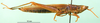 CollectionObject 1502866; 73bb31b7-0de3-45ad-bd3b-637256c15fa0: male, lateral view (paratype). (CollectionObject).