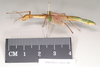 CollectionObject 1559845; NHMUK(SF IMPORT DUPLICATE) 844786-844788, ea4a7d0d-2a59-4bd7-b5c8-1c0ec6194e6d: copyright Natural History Museum, London. female, lateral view of Marmessoidea phluctainoides (syntype). (CollectionObject).