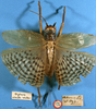CollectionObject 1516637; 453f5264-a621-4042-9fca-a9eb3f9aad92: female, dorsal view (holotype of Gryllacris armata). (CollectionObject).