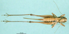 CollectionObject 1502053; 0b244122-8260-4ec3-a131-92c735627471: female, dorsal view (allotype). (CollectionObject).