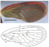 Forewing on Cobacella palmensis Bahder & Bartlett, 2023: (Observation).