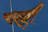CollectionObject 1578670; 5f92a2db-a44d-48af-b48c-cc576d0bf5b3: male, lateral view (paratype). (CollectionObject).