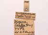CollectionObject 2053397; CNMS 5539, 922b698b-37e9-47e1-ba37-9a6dc72f4e17: labels (holotype). (CollectionObject).