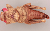 CollectionObject 2044779; 952277e3-6f55-4a36-9af5-b126fb704d76, NHMUK015982318: Batrachidacris rubridens. male, dorsal view (paratype). (CollectionObject).