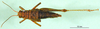 CollectionObject 1501650; cc941f1a-6003-49f8-a511-0a67bbd6b6cd, DORSA BA000169S01: female, dorsal view (holotype). (CollectionObject).