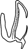 Aedeagus, lateral view on Anufrievia qinlingensis Yang & Zhang, 2018: (Observation).
