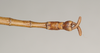 CollectionObject 1558355; NHMUK(SF IMPORT DUPLICATE) 844530, 3d56d04a-b0f9-4ef5-849f-9caed3e2a418: copyright Natural History Museum, London. male of synonym Diapheromera sayi: end of abdomen, dorsal view (syntype). (CollectionObject).