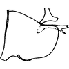 Pygofer, lateral view on Empoascanara (Empoascanara) capreola Dworakowska, 1978: Pygofer, lateral view. (Observation).