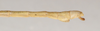 CollectionObject 1558028; d6624c2d-b63c-4596-9005-826e84c0eb4d: St. Petersburg. male, end of abdomen, lateral view (holotype). (CollectionObject).