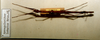 CollectionObject 1557702; 34ad6817-f341-41b4-9555-60ce13c5a10c: copyright RBINS Brussels. female, dorsal view (syntype). (CollectionObject).