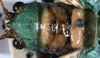 CollectionObject 1516845; a64ba13a-1639-45a5-a4bd-5efa60cd6db7: female head and pronotum, dorsal view (syntype). (CollectionObject).