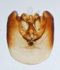 Pygofer, ventral view on Delphacodes acuministyla Dozier, 1926: (Observation).