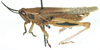 Epacrocatantops curvicercus (Miller, 1929): male, lateral view. (Otu).