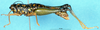 CollectionObject 1505066; 954483f9-48f1-4f17-b830-b52d091b5253, DORSA D017AF01: female, lateral view (syntype). (CollectionObject).
