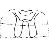 Abdomen, sternal apodemes, ventral view on Diomma (Diomma) pulchrum (Matsumura, 1916): Sternal apodemes. (Observation).