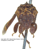 Head on Bolbonotodes Fowler, 1894: _Bolbonotodes ganglbaueri_, holotype. (Observation).