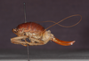 CollectionObject 1583556; 0e3e7304-349f-43f6-ab9b-02cf0cb6682f: female, lateral view (paratype). (CollectionObject).