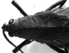 CollectionObject 1541912; b2ba2d7a-8bd8-4342-bbf8-3b6f778c1511: Image Carbonell, C.S. female, head and pronotum, dorsal view. (CollectionObject).