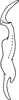 Stylus on Arboridia (Arborifera) changlingensis Jiang, Luo & Song, 2021: (Observation).