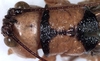CollectionObject 1531899; 4cea90fd-bddb-4291-8fe2-d0f029f015b4: male head and pronotum, dorsal view (syntype). (CollectionObject).