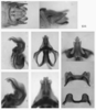 Melanoplus sylvestris Morse, 1904: male genitalia. (Otu).