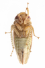Live specimen on Dragonana dracontea (Gibson, 1919): (Observation).
