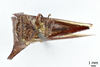 Habitus ventral view: !! display not done !! on Hemikyptha punctata (Fabricius, 1775): (Observation).
