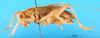 CollectionObject 1567524; 4c4193f5-1e73-41c0-8369-1e270e4e79ac: male, lateral view. (CollectionObject).