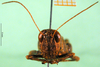 CollectionObject 1502325; 0770477c-803f-4021-a526-274c8f2f8fdb, DORSA BA000554S03: female, frontal view (syntype). (CollectionObject).