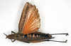CollectionObject 1535562; b4206c12-1c05-441d-8d68-134e78ad6b39: female, dorsal view (lectotype). (CollectionObject).