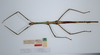CollectionObject 1558330; 843128b7-baa7-496b-81ae-db49fd24487f: copyright ZMUH, Hamburg. female, dorsal view of synonym Eustygera godeffroyi (syntype). (CollectionObject).
