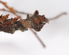 CollectionObject 1560995; 1ec2d0c5-16ae-4cc4-897a-e4e1b00ff803: copyright ZMHB, Berlin. female: end of abdomen, lateral view of synonym Pericentrus moewisi (holotype). (CollectionObject).